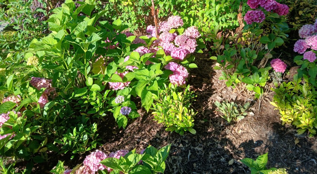 Blomster fra skærehaven