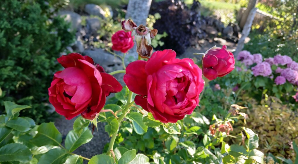 Pink roser fra skærehaven