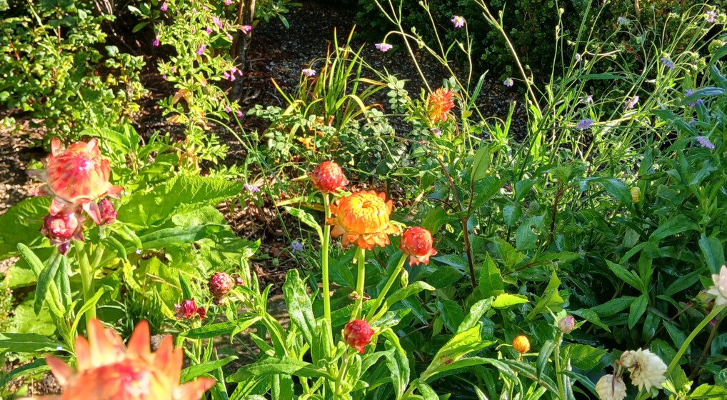 Blomster fra skærehaven