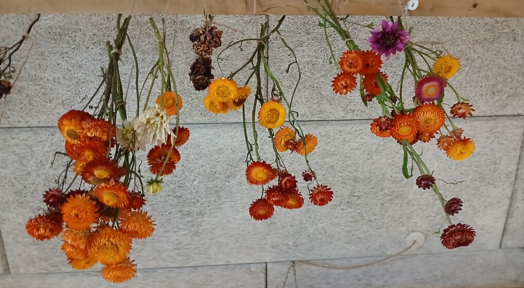 Orange blomster der hænger til tørre i værksted.