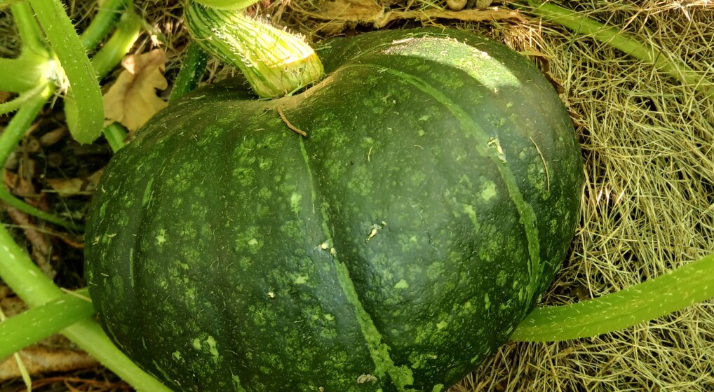 Hjemmedyrket grønt pyntegræskar